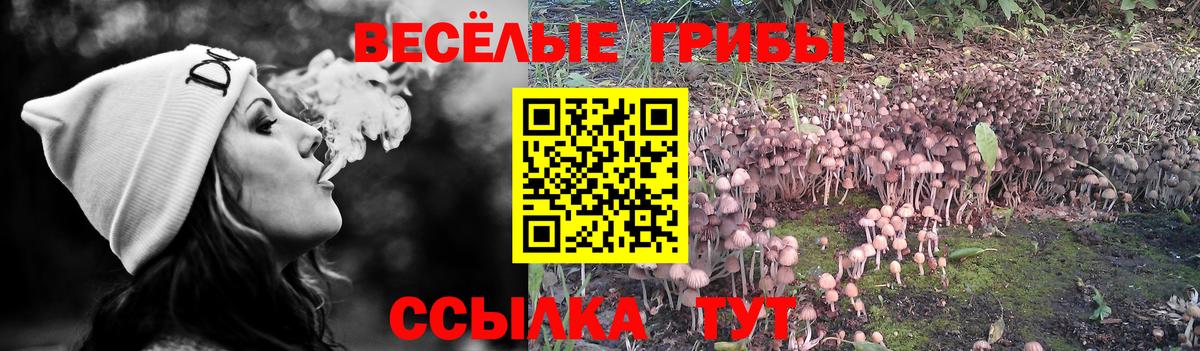 купить наркотики сайты  Псилоцибиновые грибы MAGIC MUSHROOMS  Вход с VPN  Лосино-Петровский 